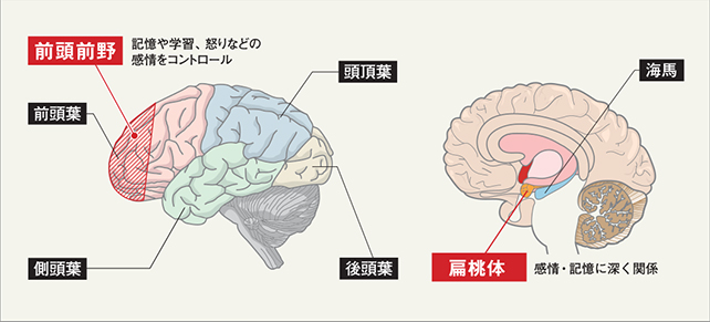 澤口俊之　脳の図　前頭前野　偏桃体